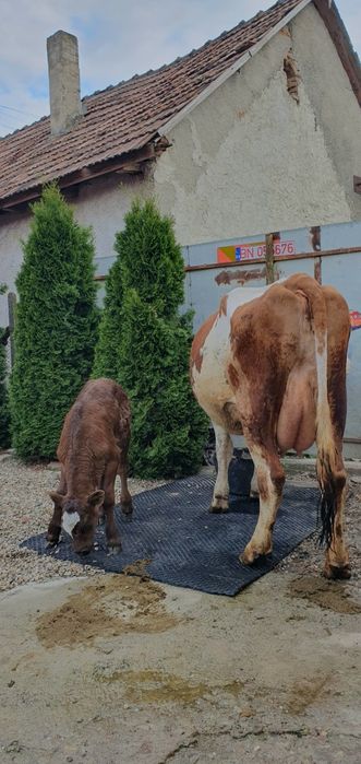 Vand 3 vaci bălțate romnești fătae tote 3