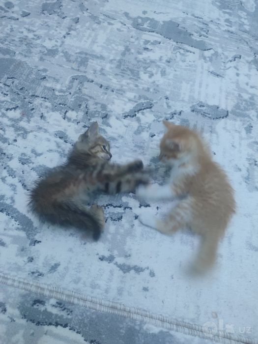 Отдается котенки в хорошие руки