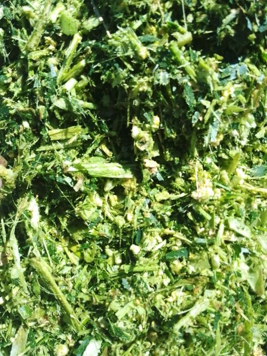 Makkajoʼxori donli senach