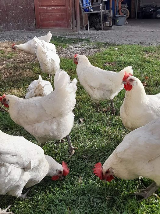 La bresse ouă pentru incubat