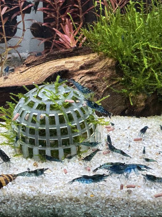 Creveți Neocaridina “Blue Dream” – 10 lei