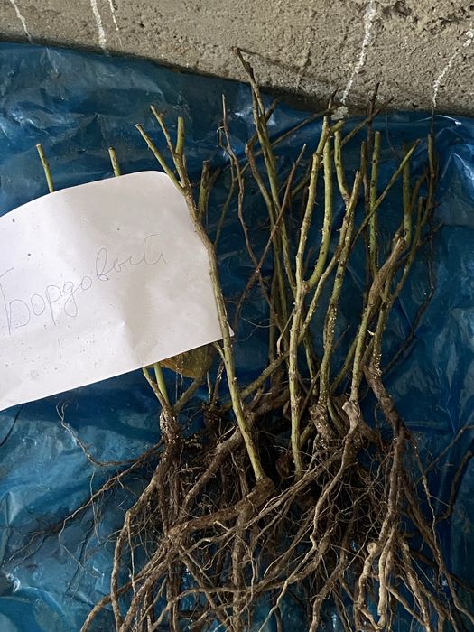 Продам розы саженцы по 600тг