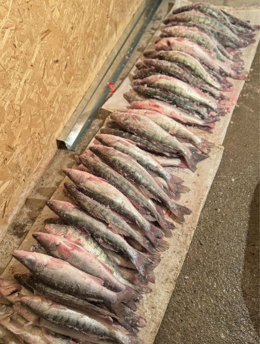 Продам свежего судака