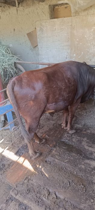 Buqalar sotiladi