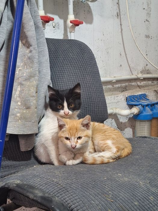 Отдам котят в добрые руки