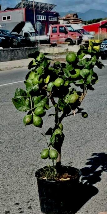 Дърво лимон и дърво портокал