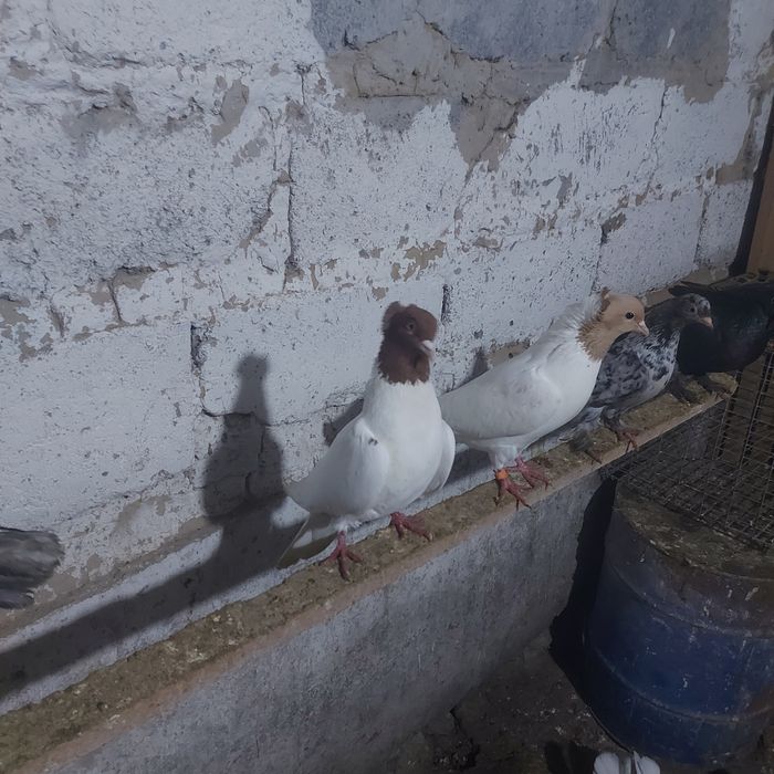 Сарыбас Кызылбас чубати пара