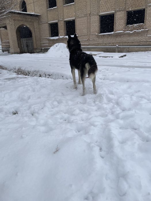 Хаски шенок сотилади тоззаси