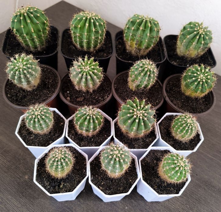 Кактусы для компьютера- стильно и полезно!