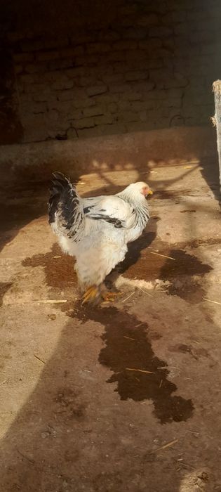 Brama xorozlar sotiladi donasi 180 optım 500 ming