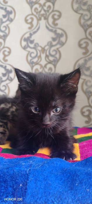 Отдам котят в добрые руки