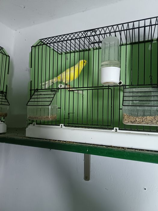 Canari Rasa ORPHEUS