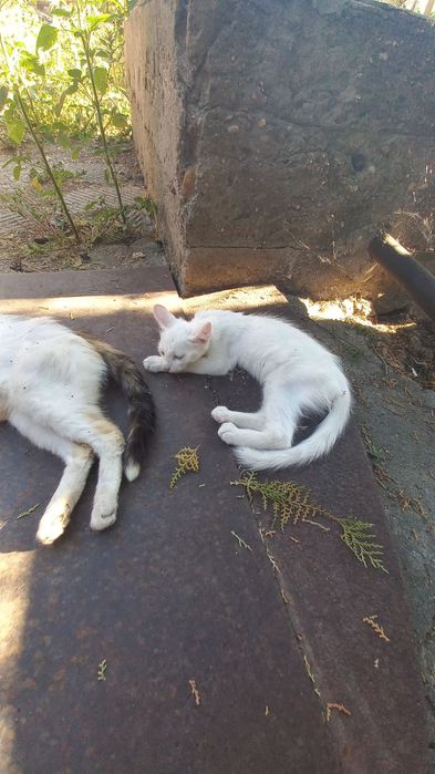 Подарявам котета