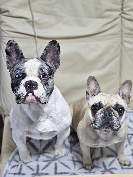 Căței Bulldog Francez  crescuți cu grijă, sănătoși și foarte jucausi