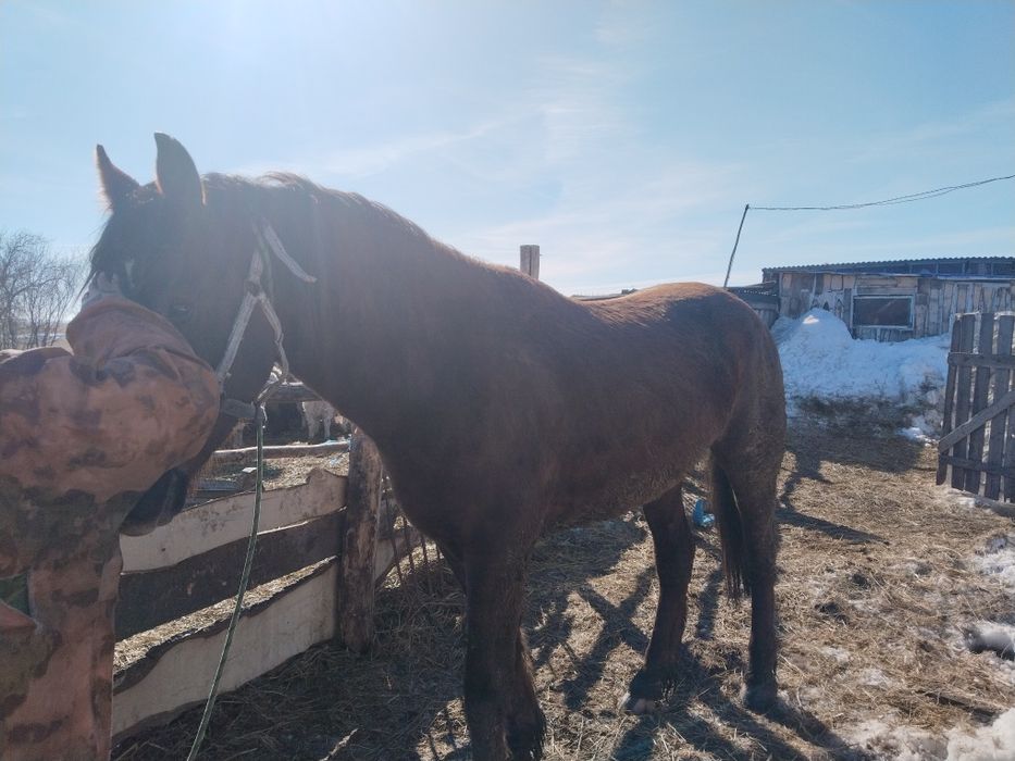 Продам жеребцов за всей информацией в лс