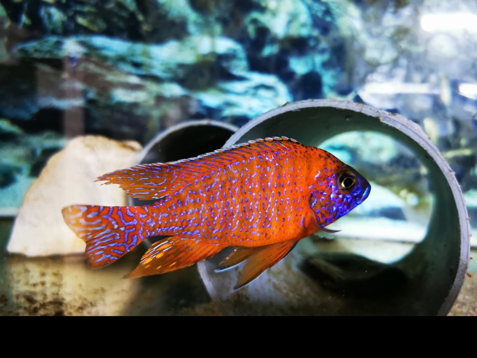 Ciclide africane (Aulonocara)