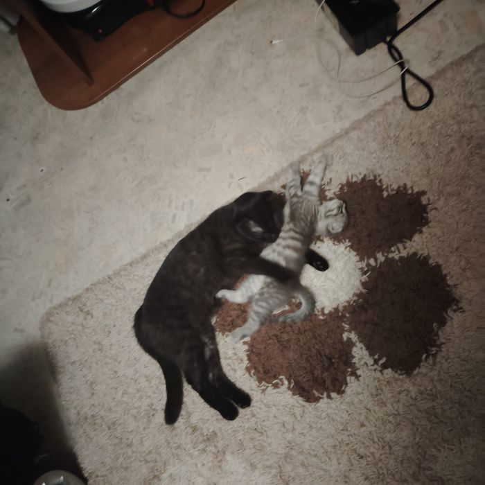 Серый котёнок потерялась