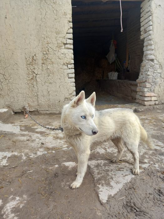 Сибирский авчарка хаски