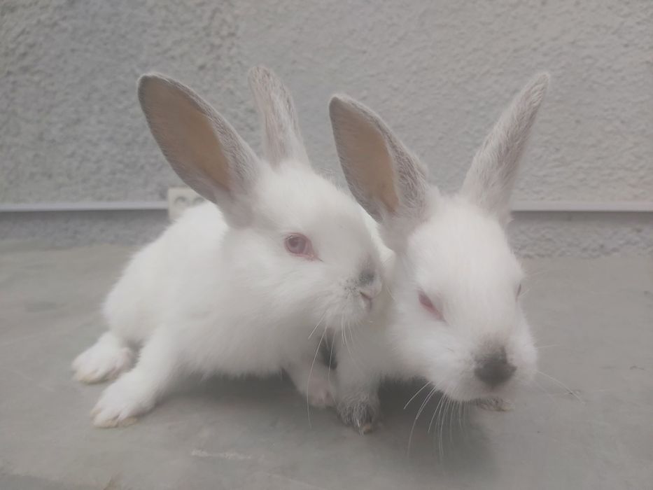 Продаются кролики крольчата куен болалари.