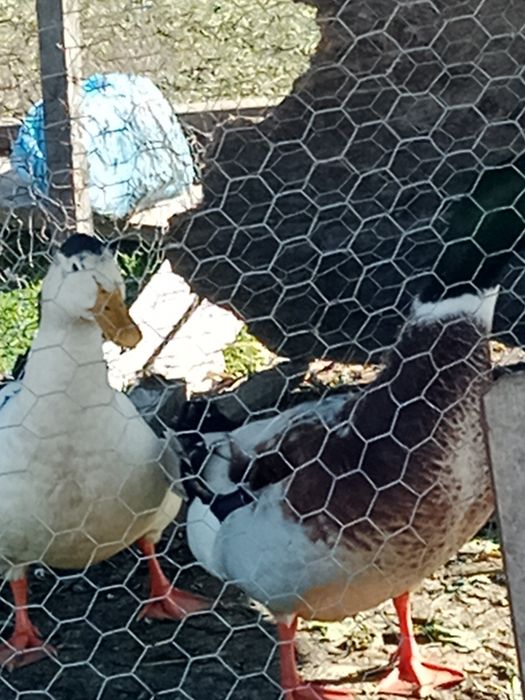 Vând 2 rățoi de anul trecut și curci