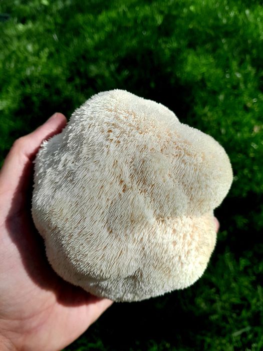Домашно отгледани гъби Лъвска грива | Hericium erinaceus