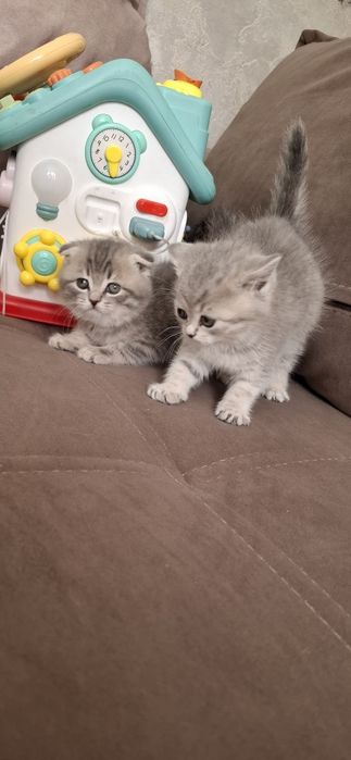 Шотландские котята