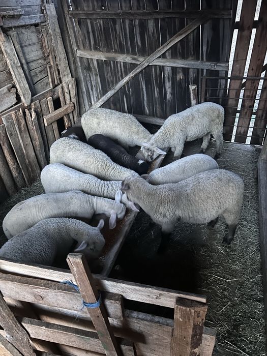 Miei de vânzare  foate bine îngrijiți.