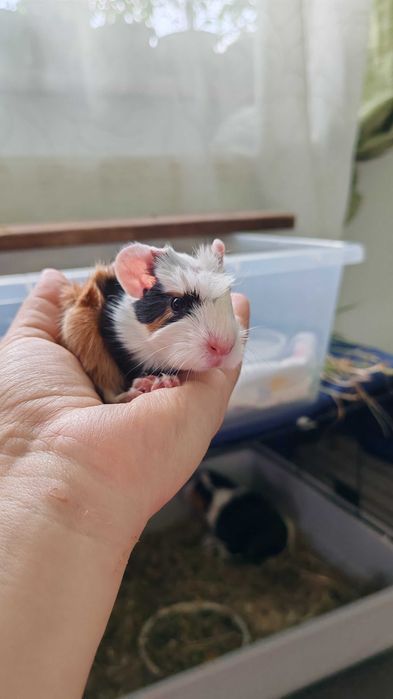 Porcusor de guineea