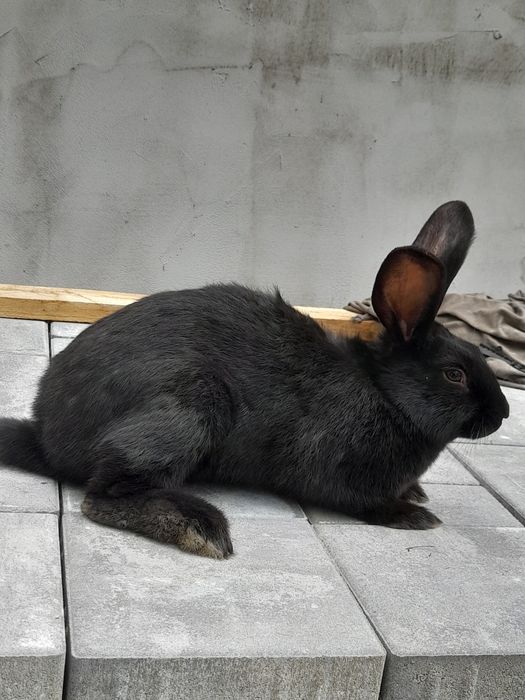 Disponibili puiu de fluture german și o femela janet de 3.5 luni sau schimb cu diverse pasarii