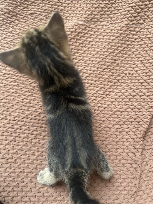 Мушук болалари текинга берамиз яхши бокадиганларга