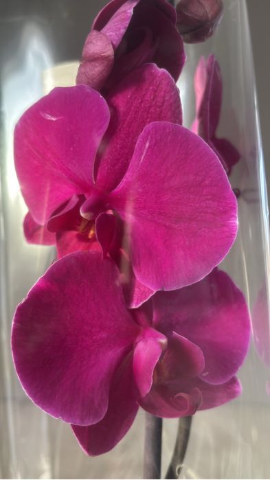 Орхидеи! Орхидея!
