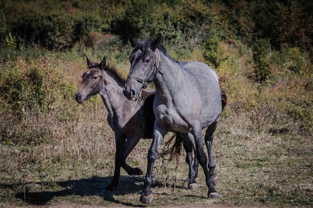 Vând iapă dereșă , tânără 6 ani