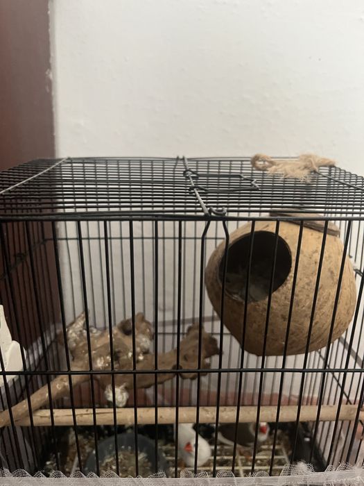 Продам амадин с клеткой