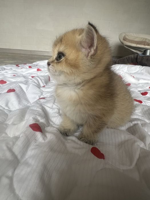 Котенок золотая шиншилла