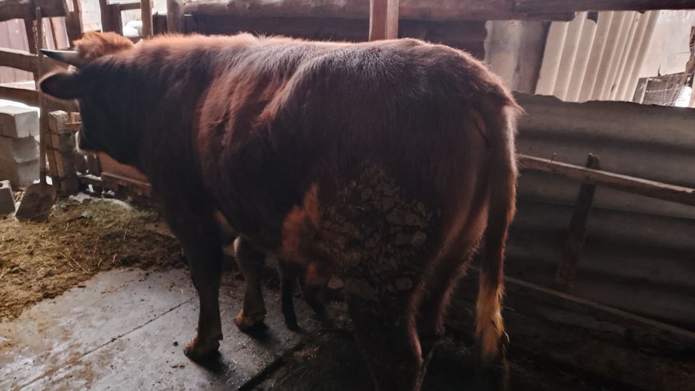 Продам быка стоит на от корме