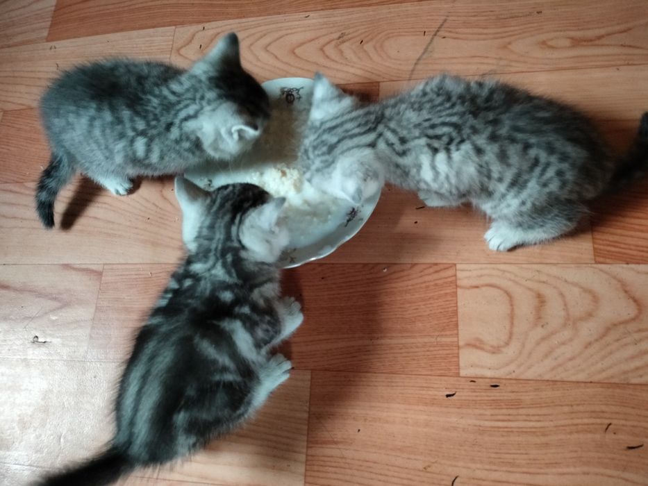 Отдам котят в добрые руки