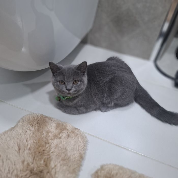 Британская короткошерст котенок