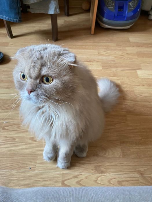 Отдам породистого котика.