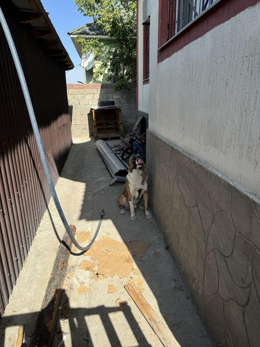 Собака продается 1 год