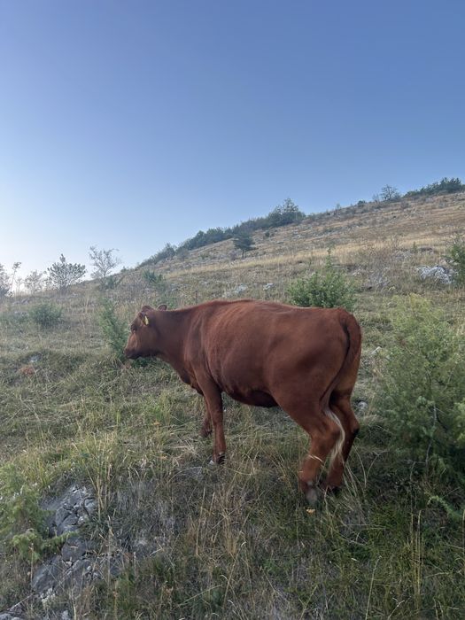 De vanzare juninca angus