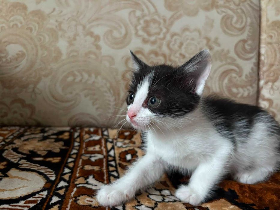 Котята, мальчик и девочка