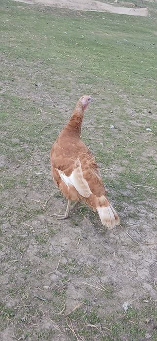 Disponibile oua de curci bourbon si splash!!