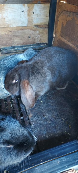 Iepuri din rasa berbec german