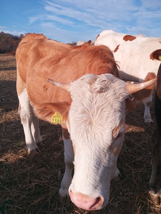 De vînzare jurinci gestante.