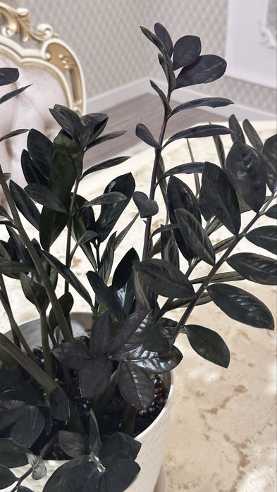 Продаеся комнатные цветы