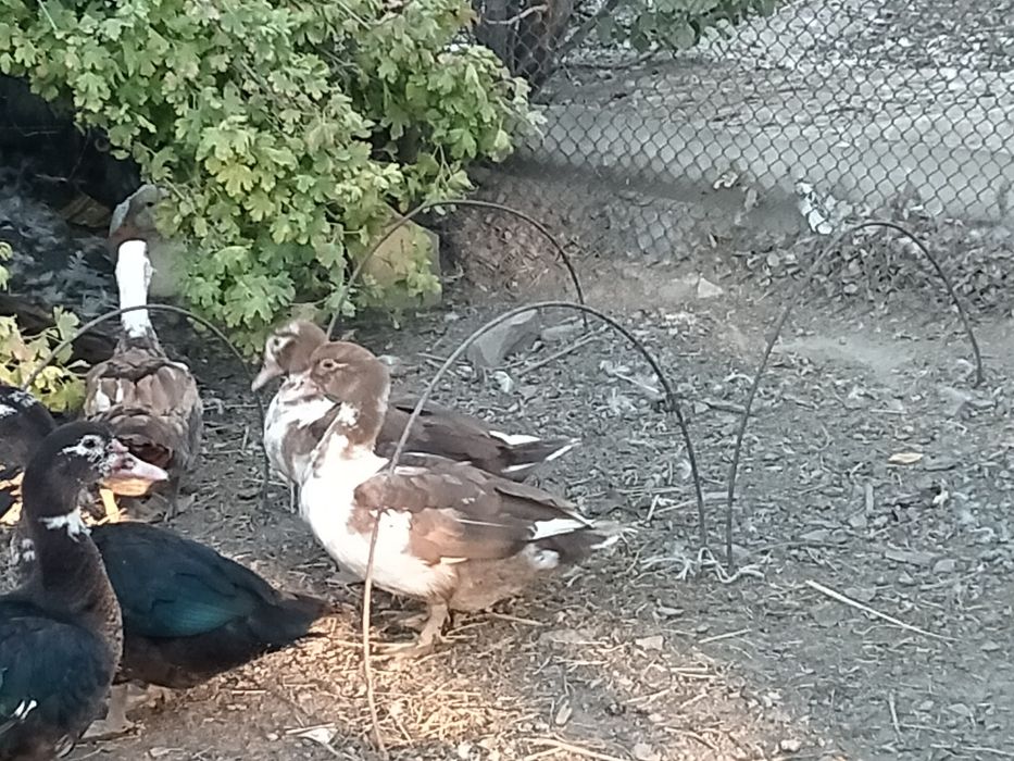 Продам утки крупные