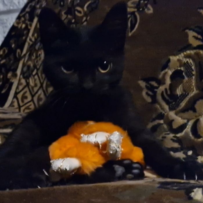 Котёнок мальчик и котёнок девочка.