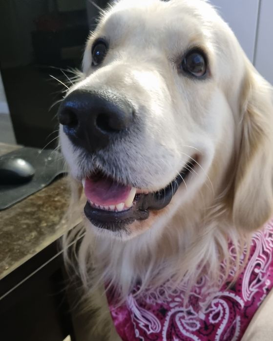 Вязка золотистого ретривера .