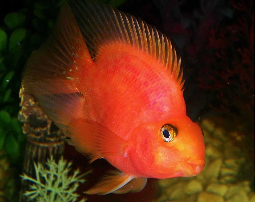 Аквариумная рыбка "Попугай"