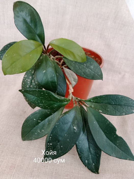 Комнатные растения